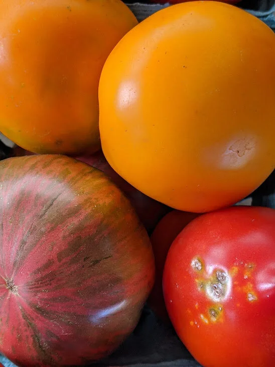 rainbow tomatoes
