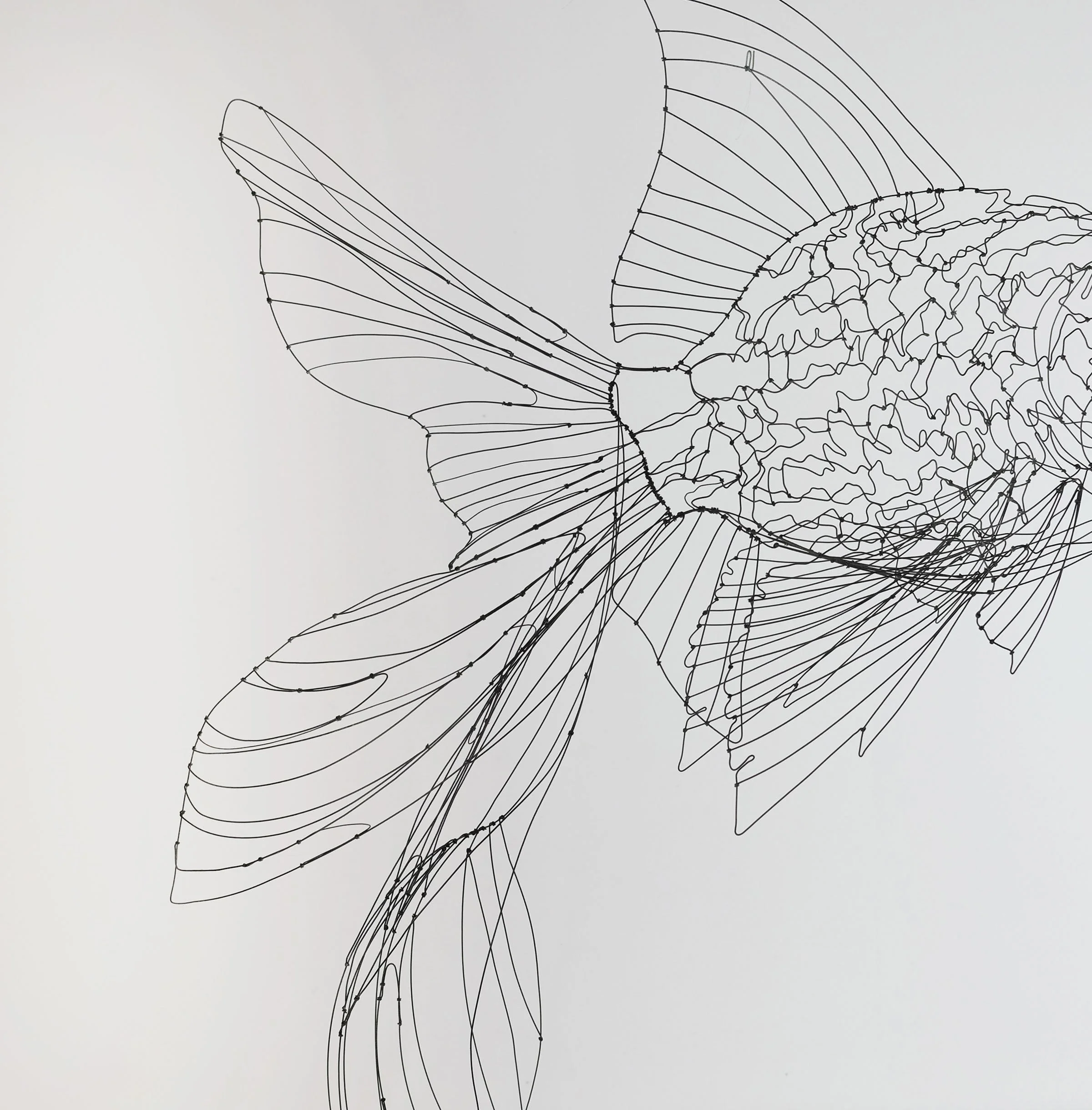 poissonjaponaisnoir3dsw.jpg