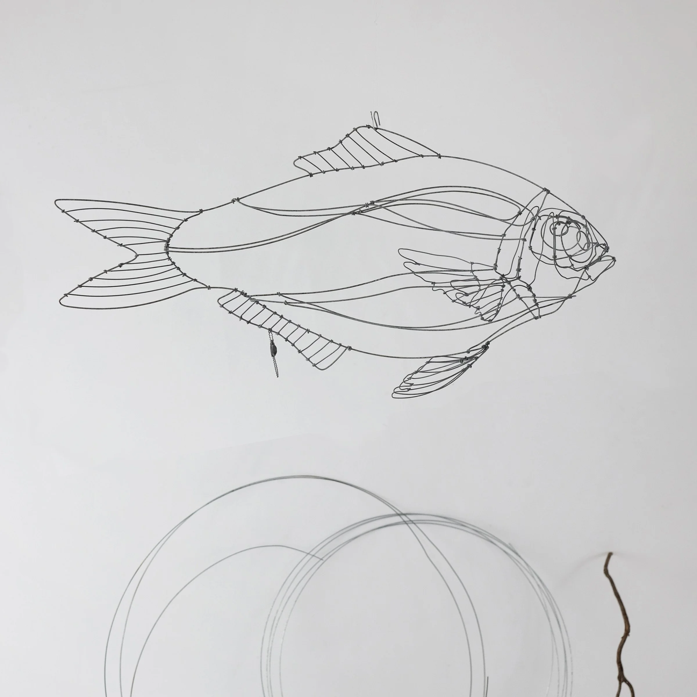 dorade23csw.jpg