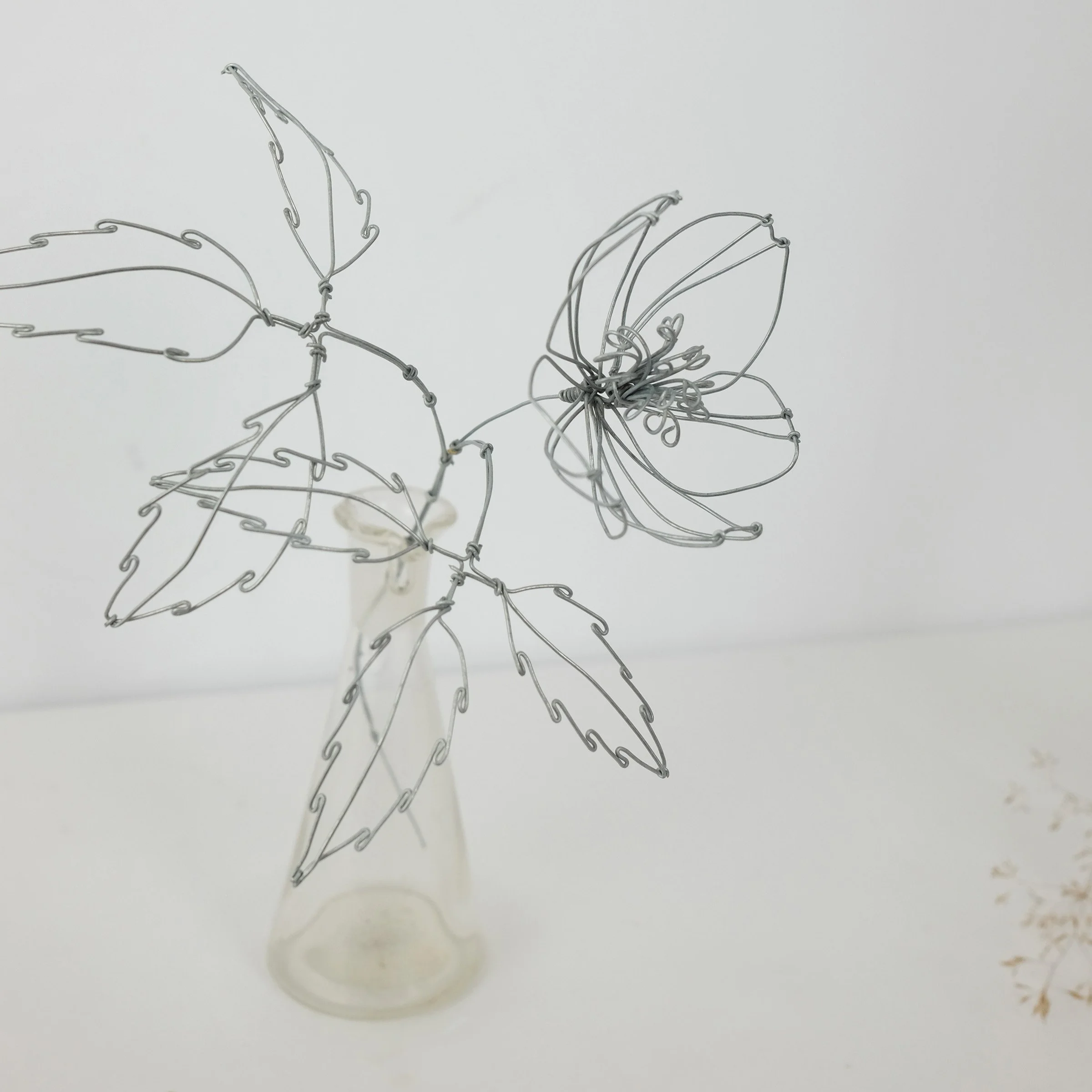 anemone2fsw.jpg