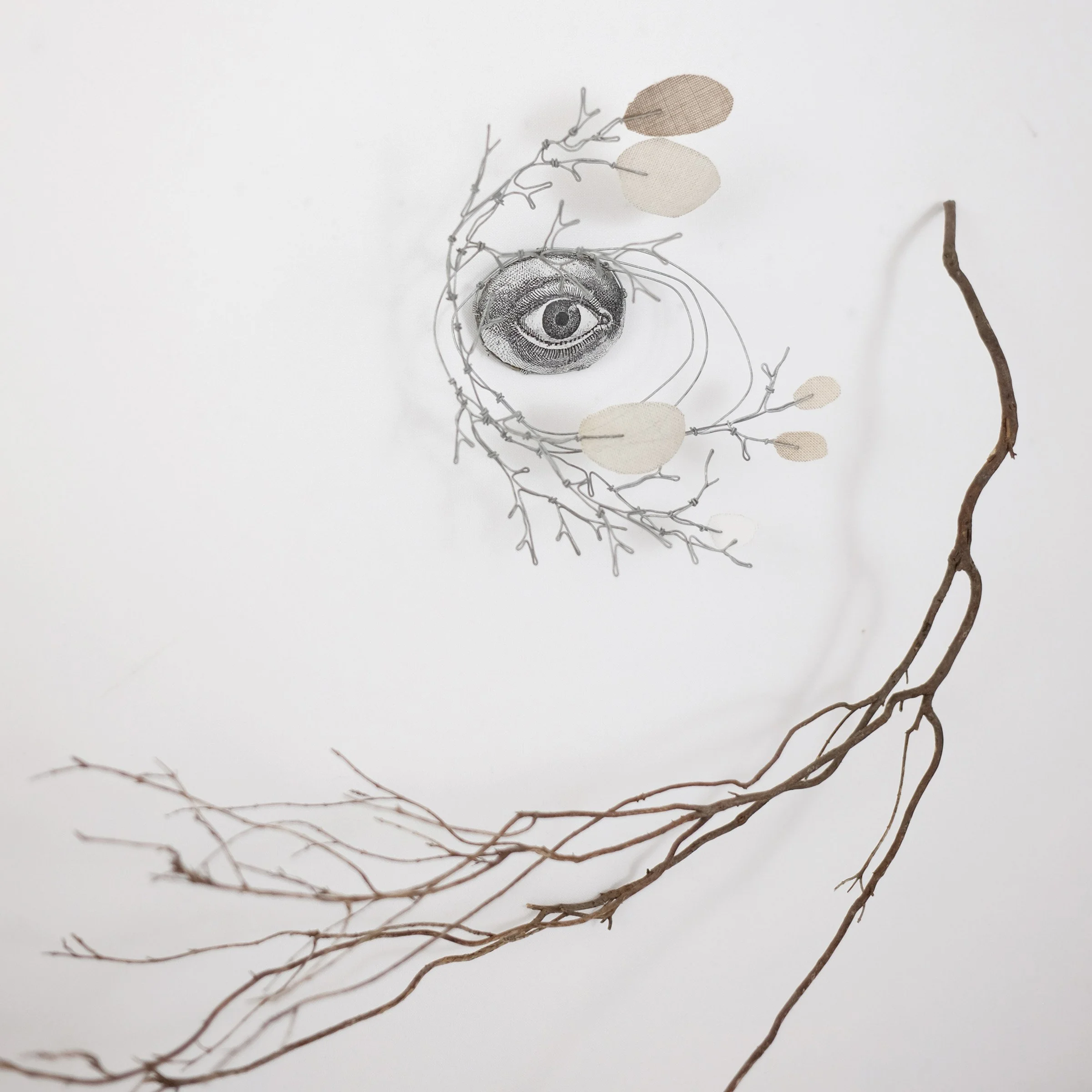 oeil70lsw.jpg