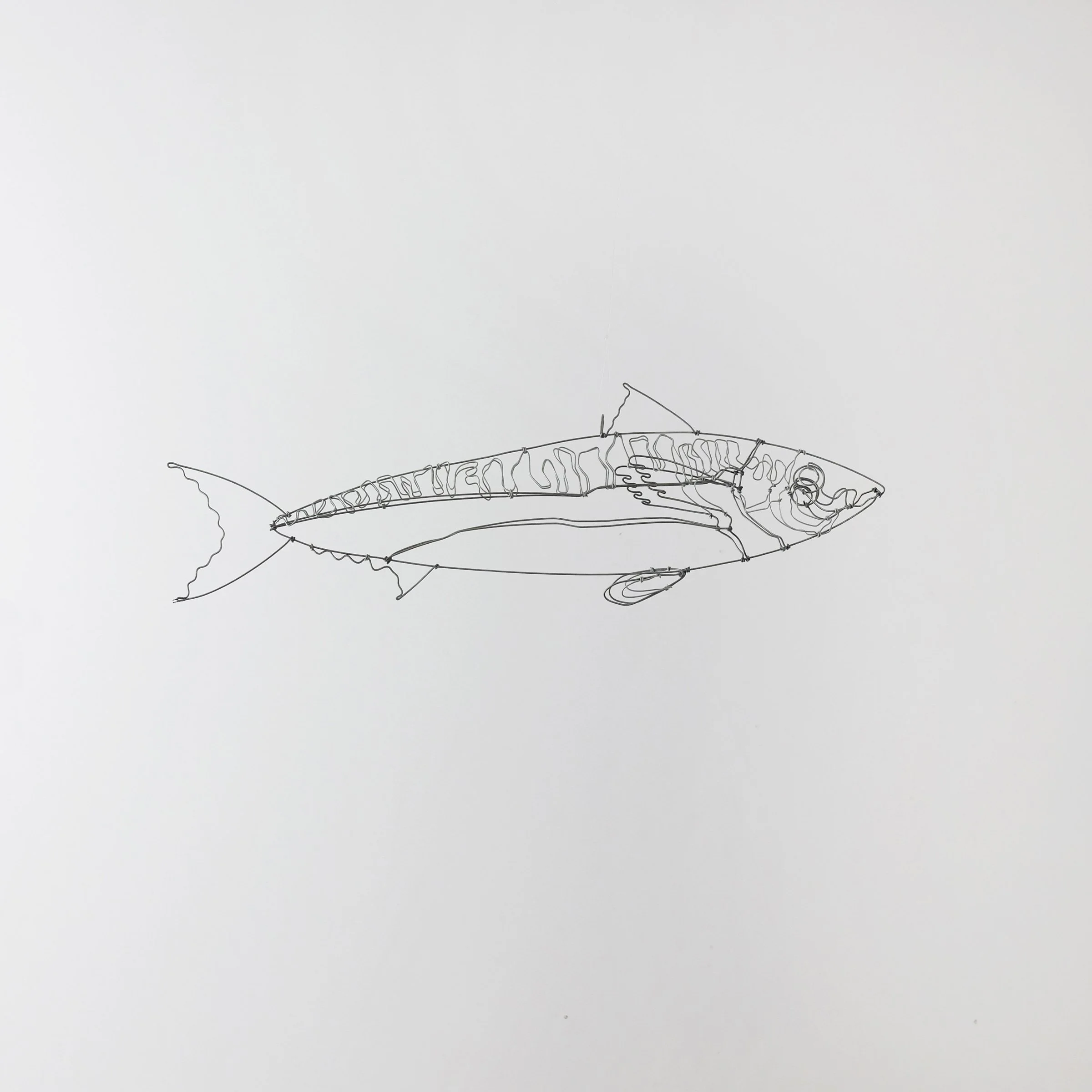 maquereau2csw.jpg