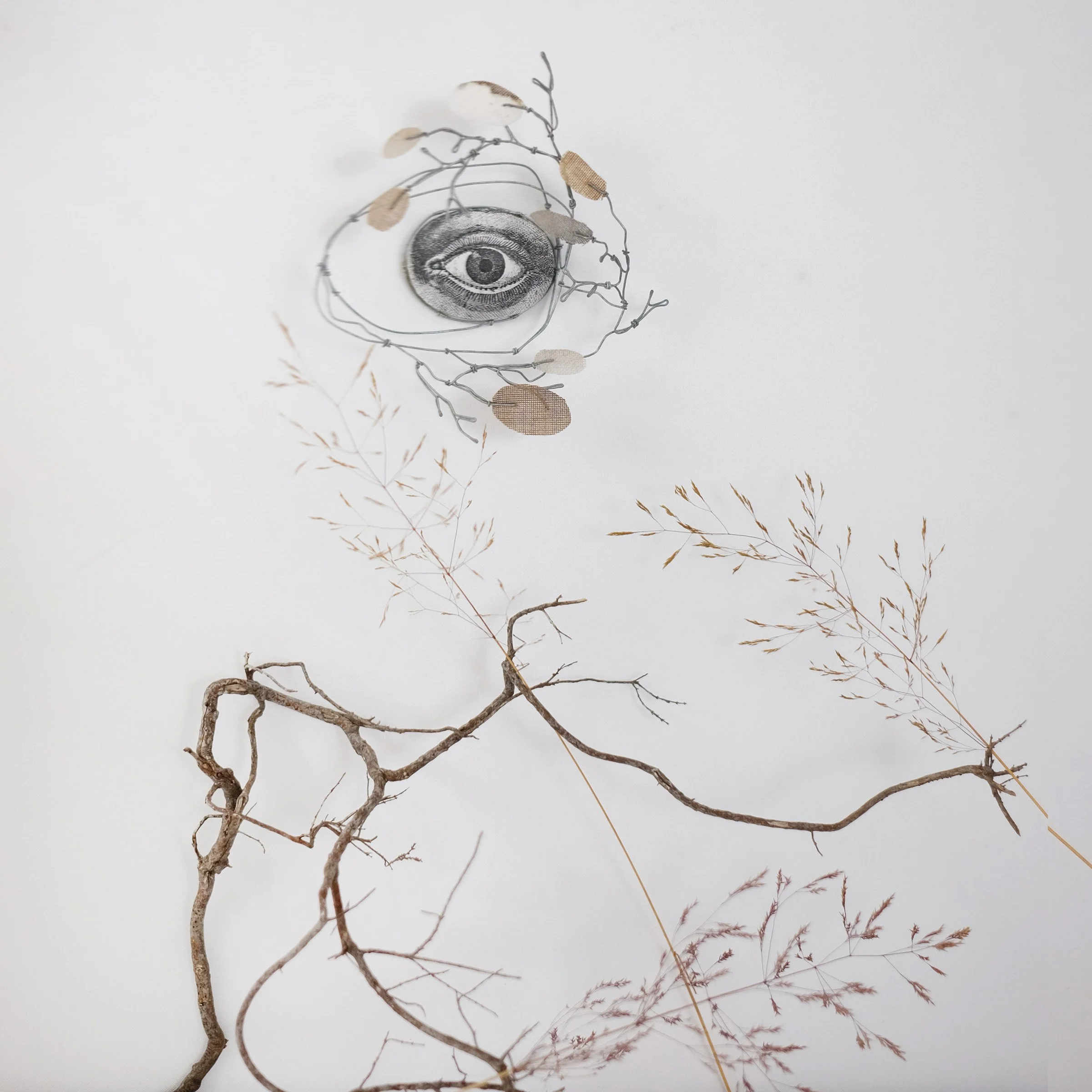 oeil69asw.jpg