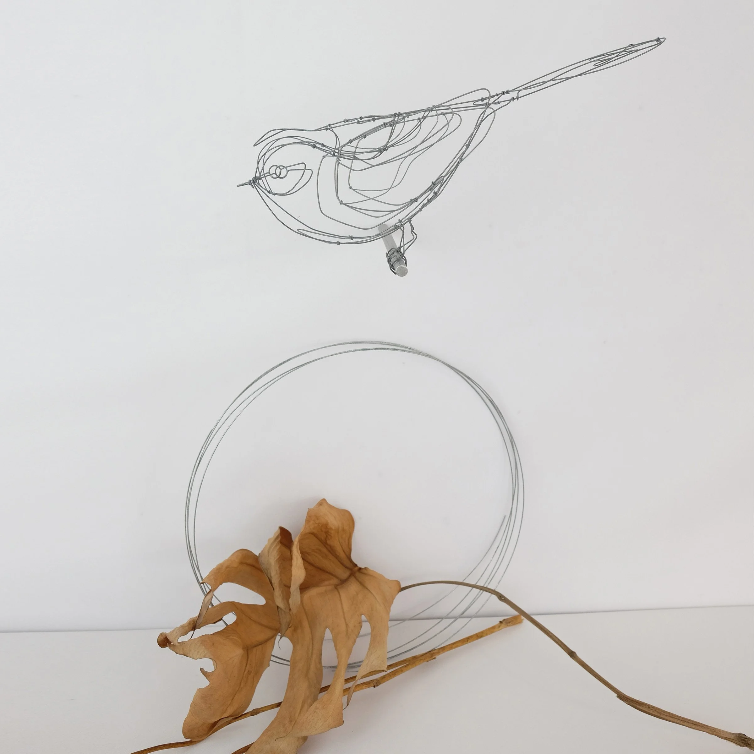 oiseau8Ucsw.jpg