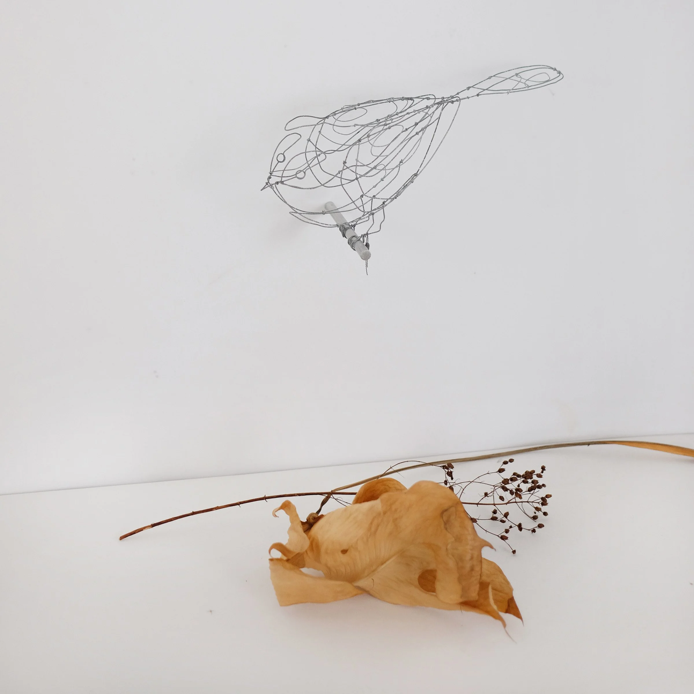 oiseau V4csw.jpg