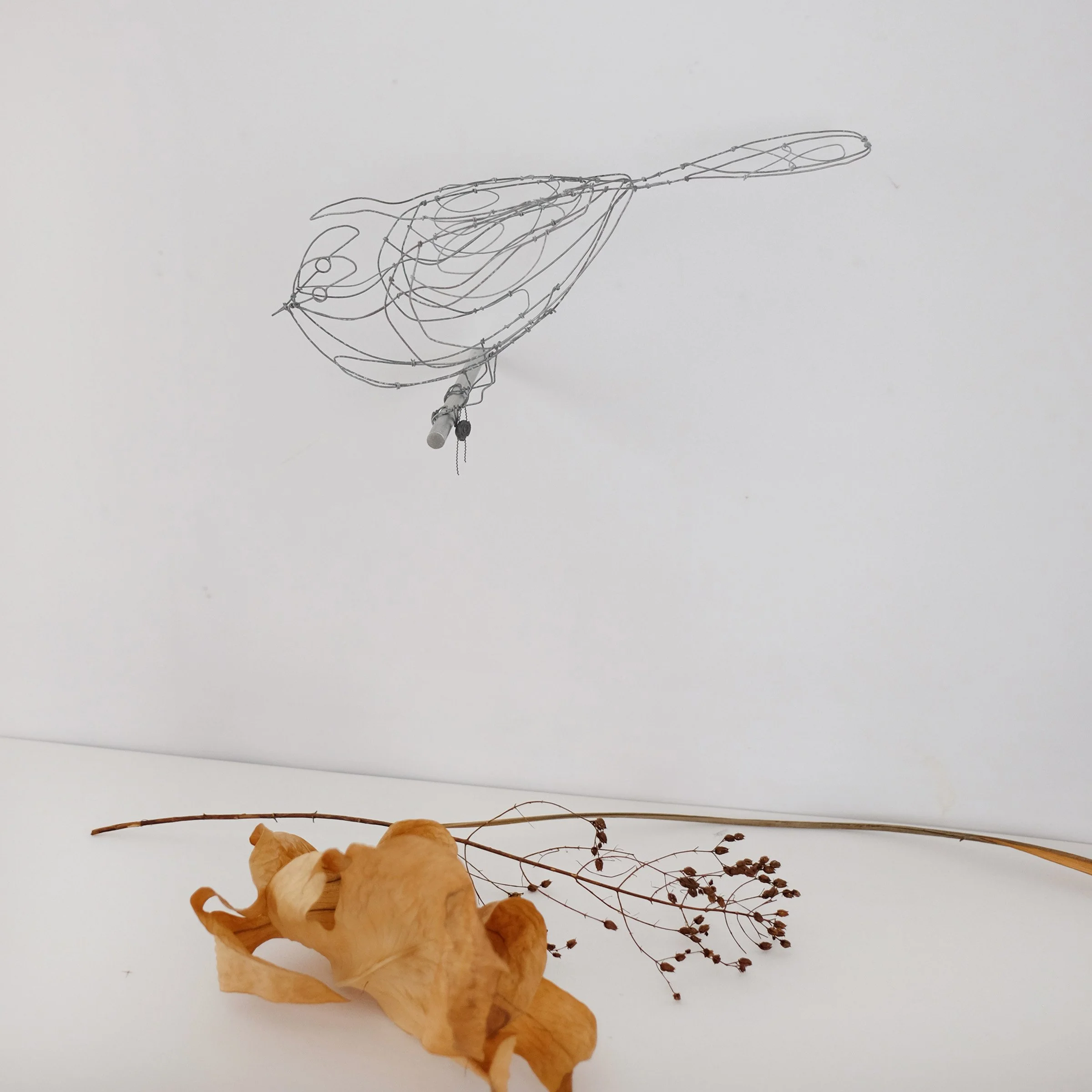 oiseau V4fsw.jpg