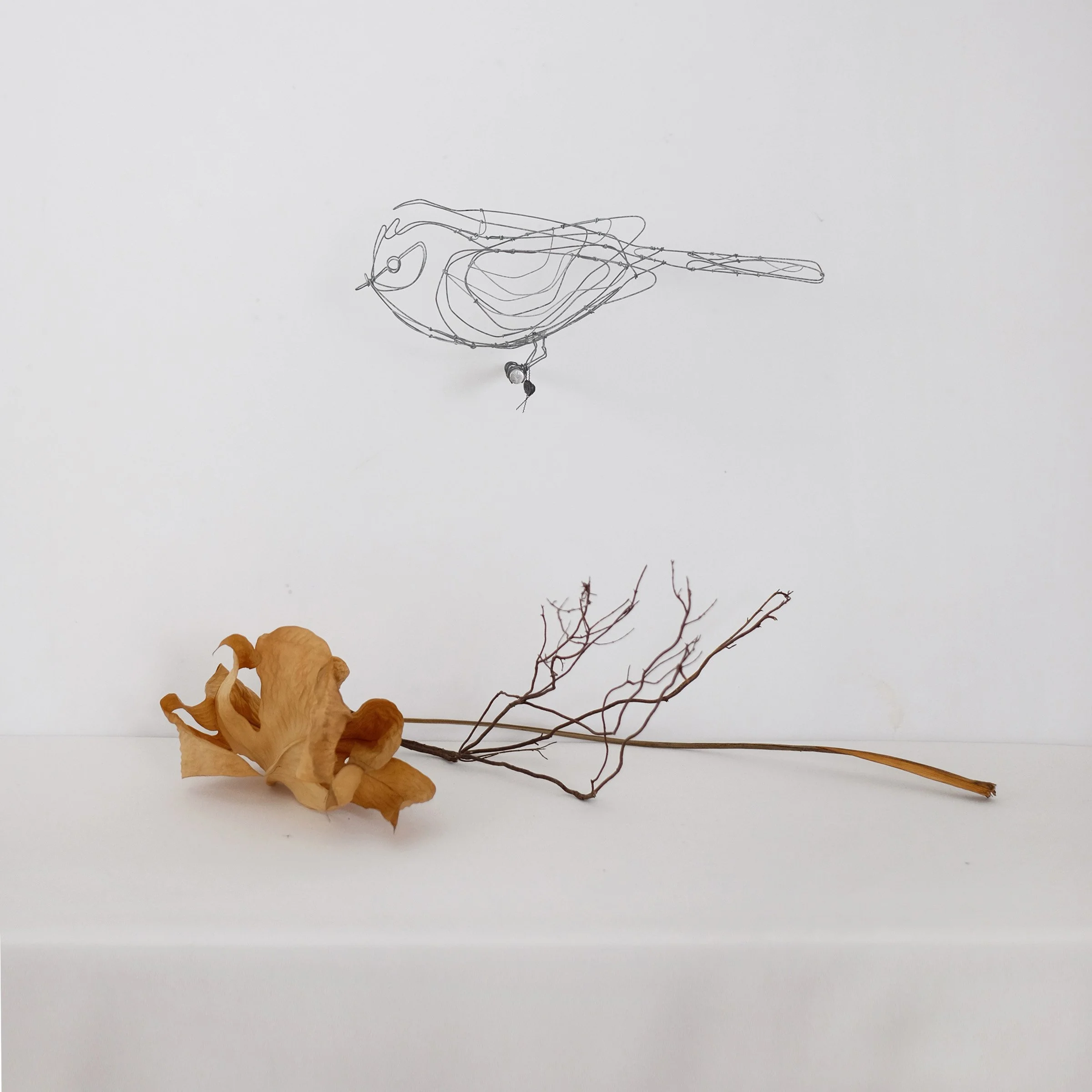 oiseau V3fsw.jpg