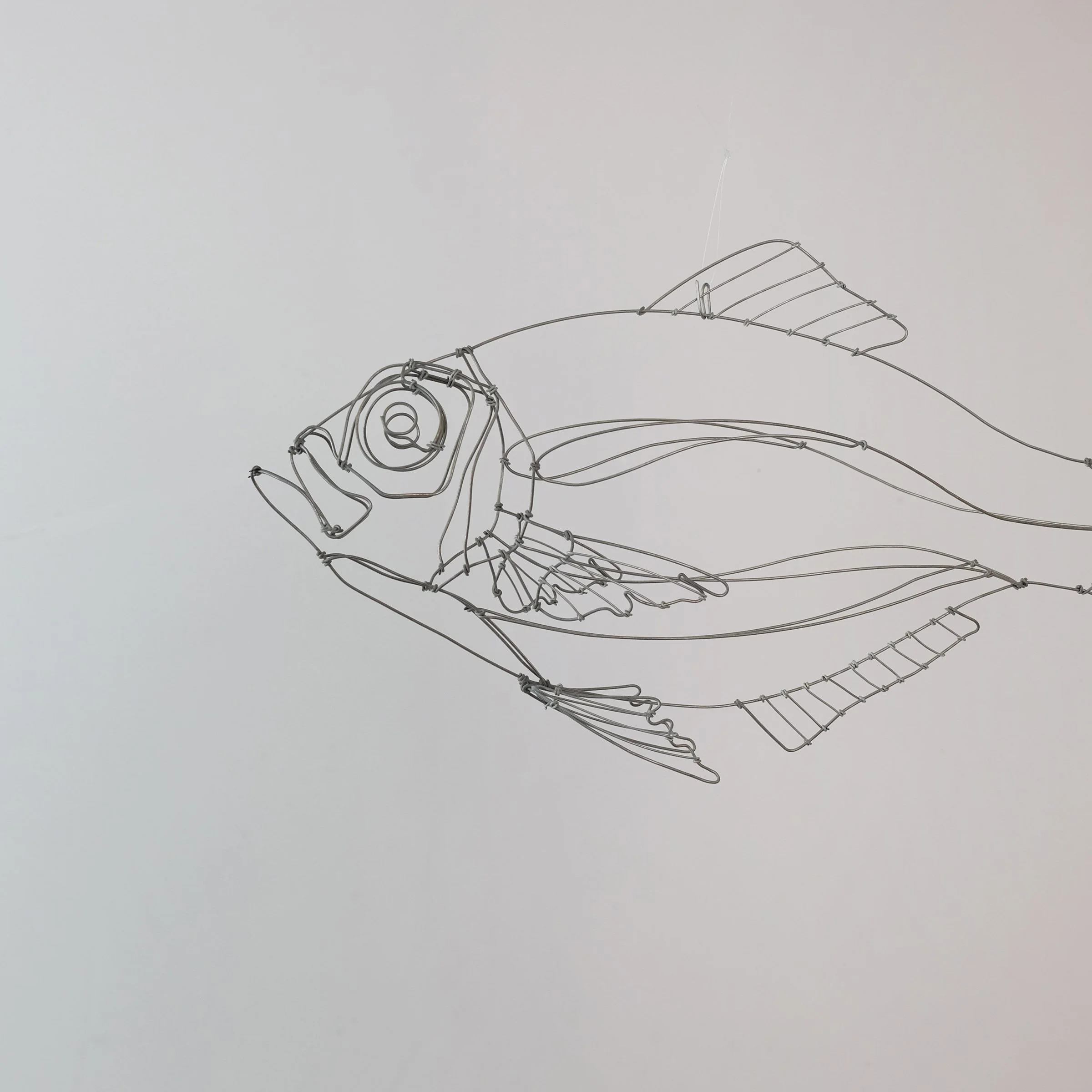 dorade25esw.jpg