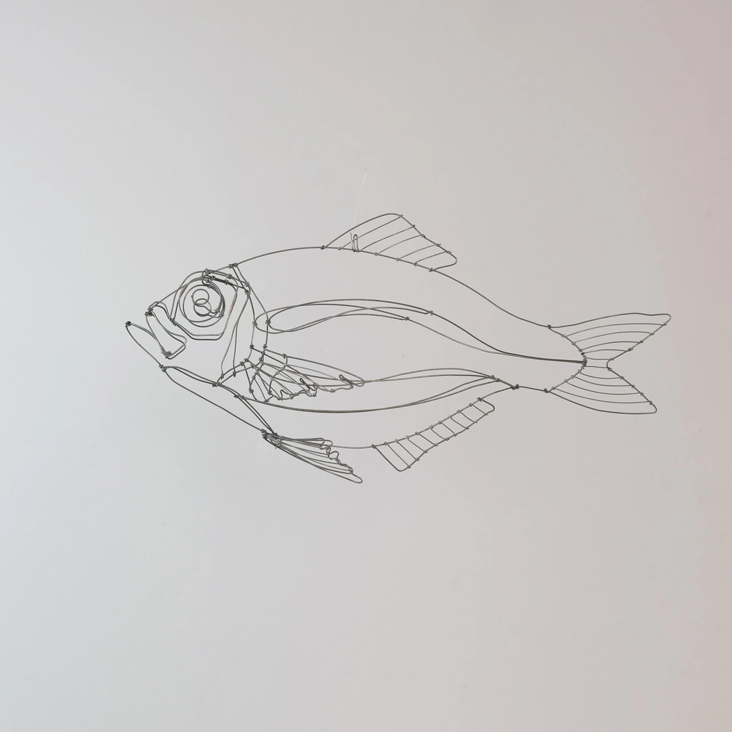 dorade25csw.jpg