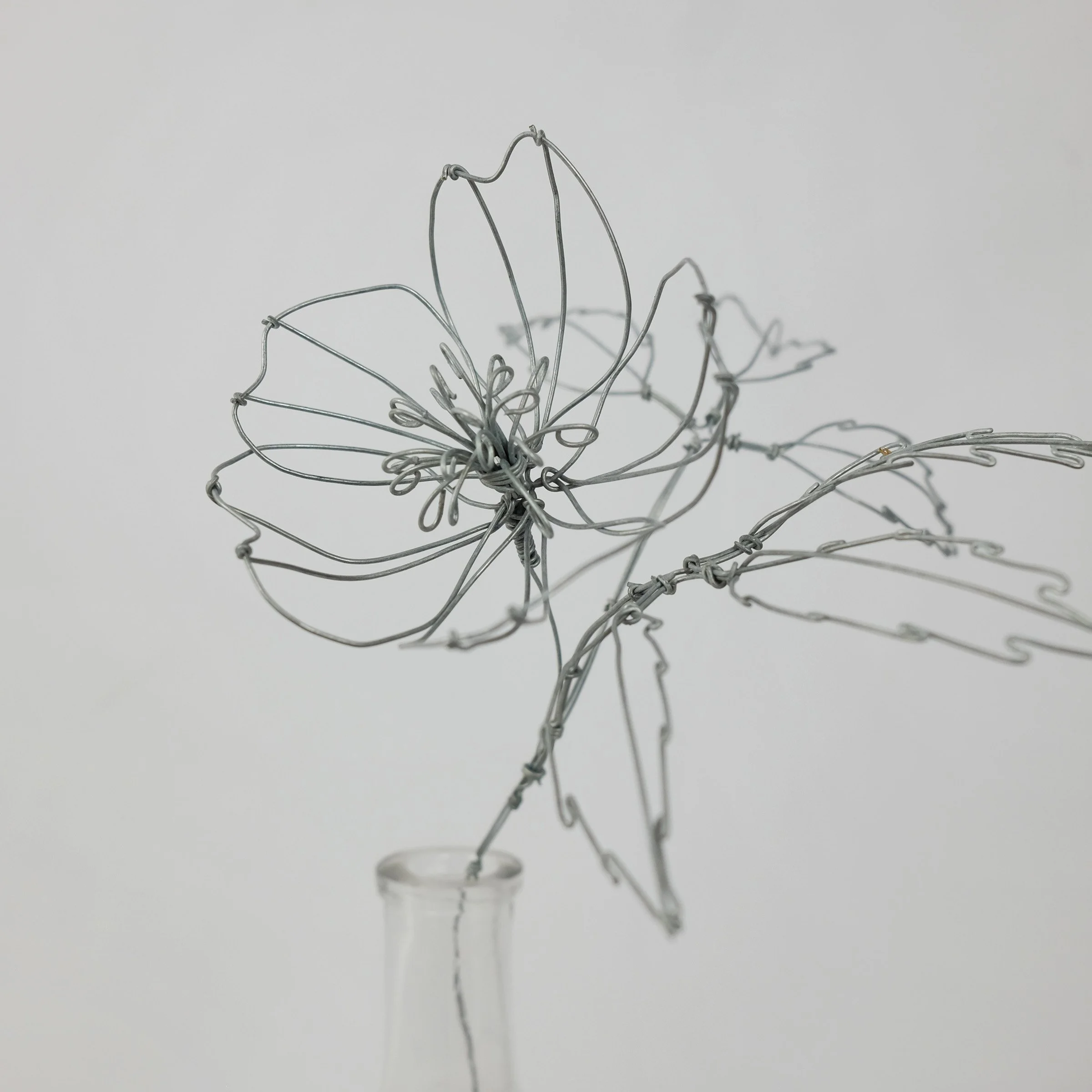 anemone2isw.jpg
