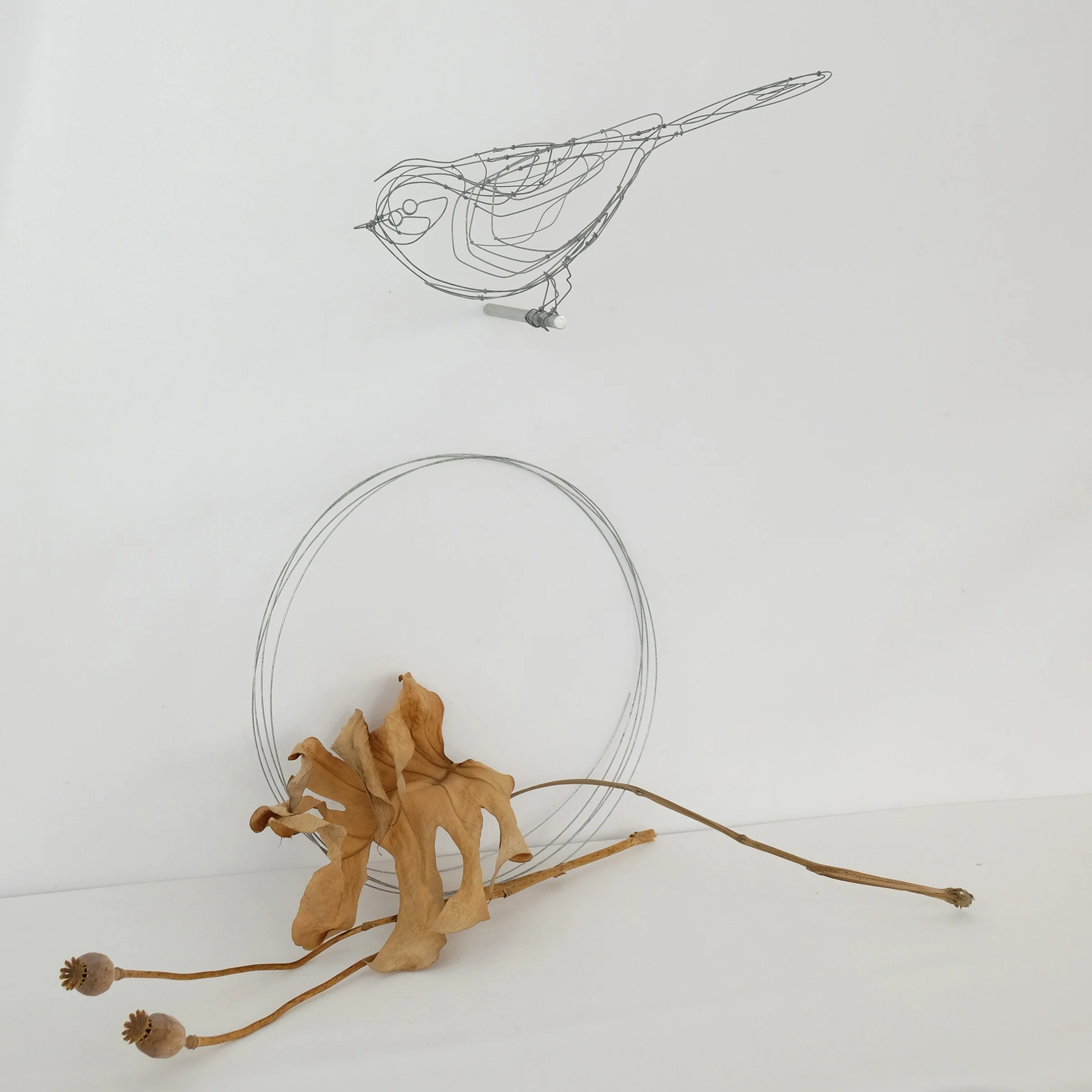 oiseau8Ufsw.jpg