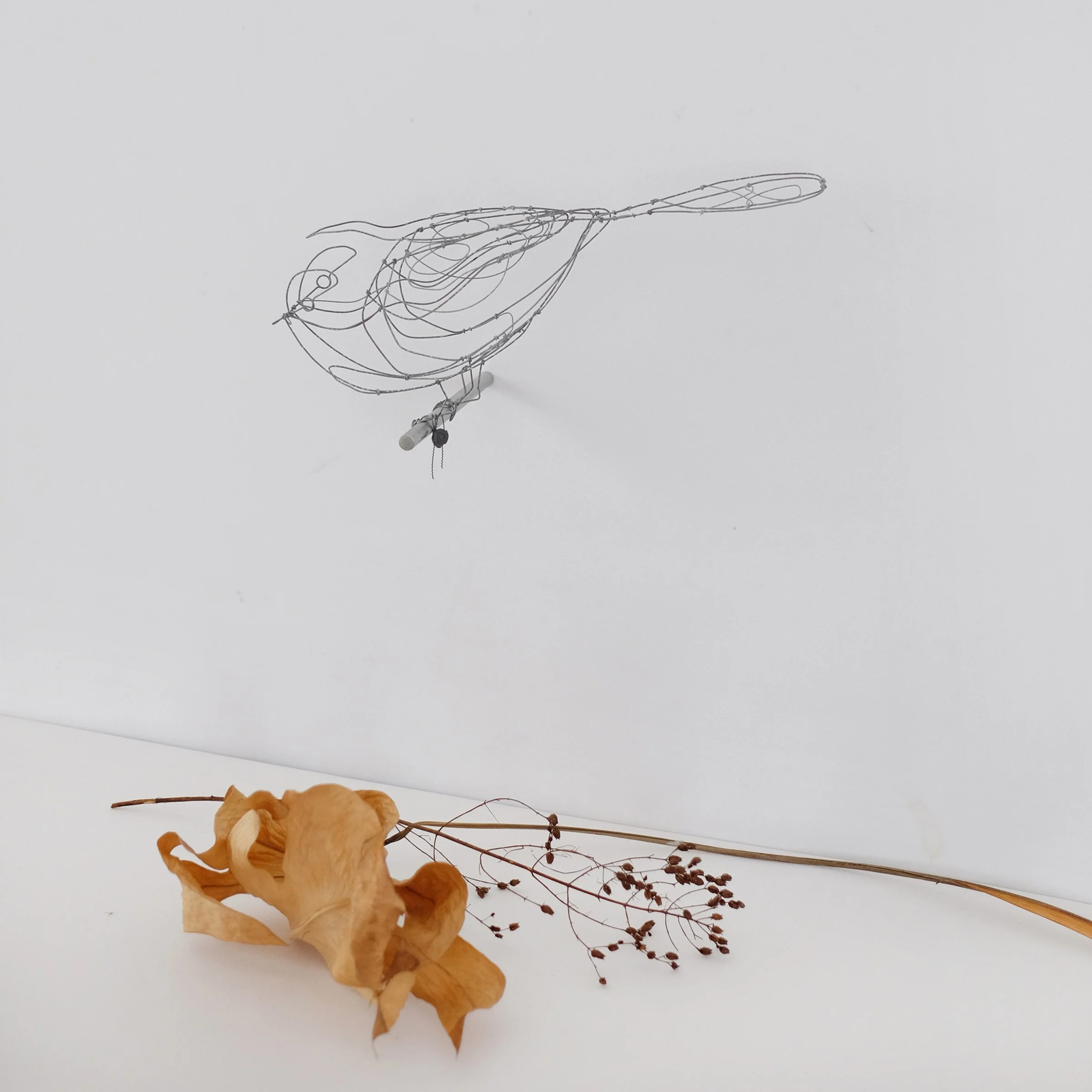 oiseau V4esw.jpg