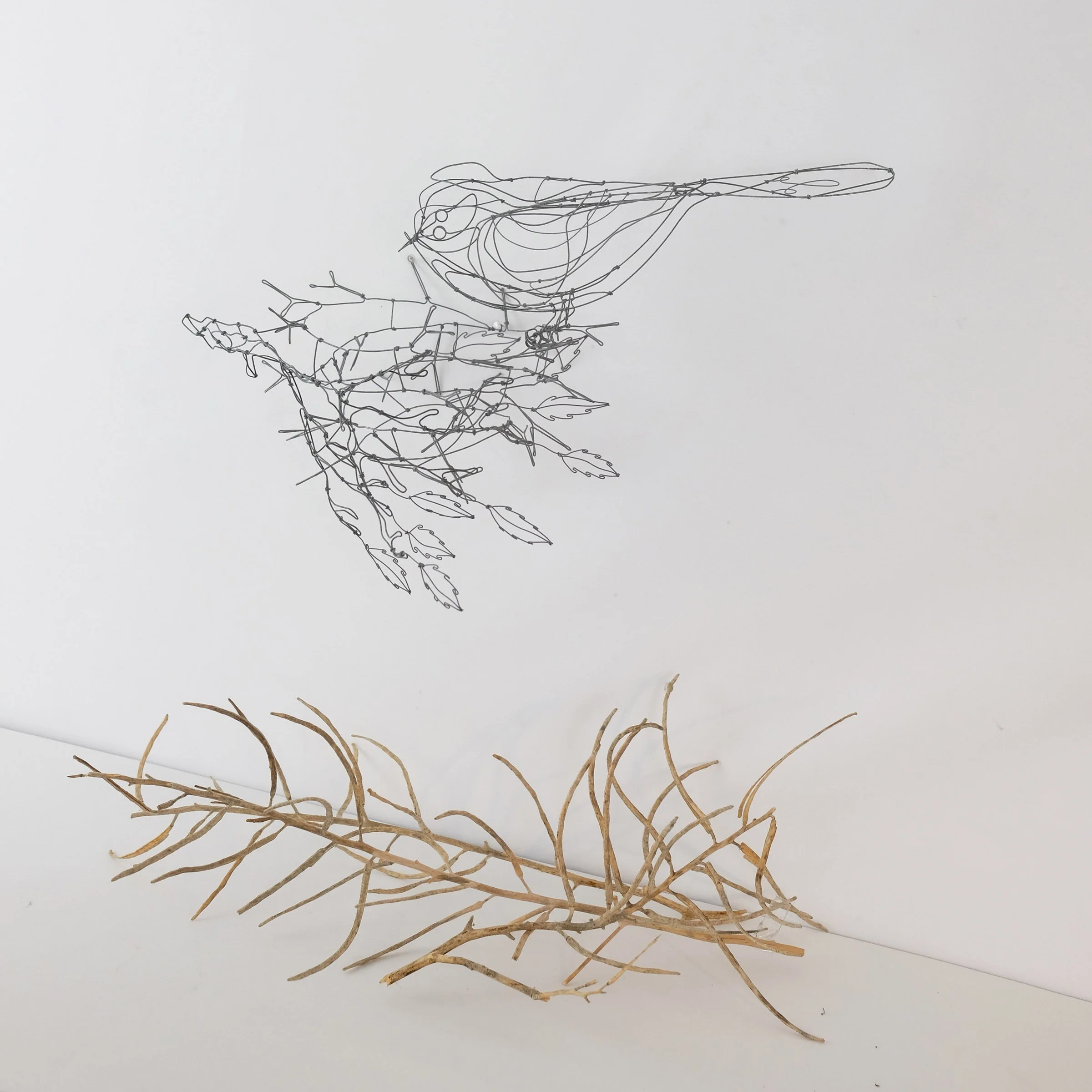 oiseaunidbranche14csw.jpg