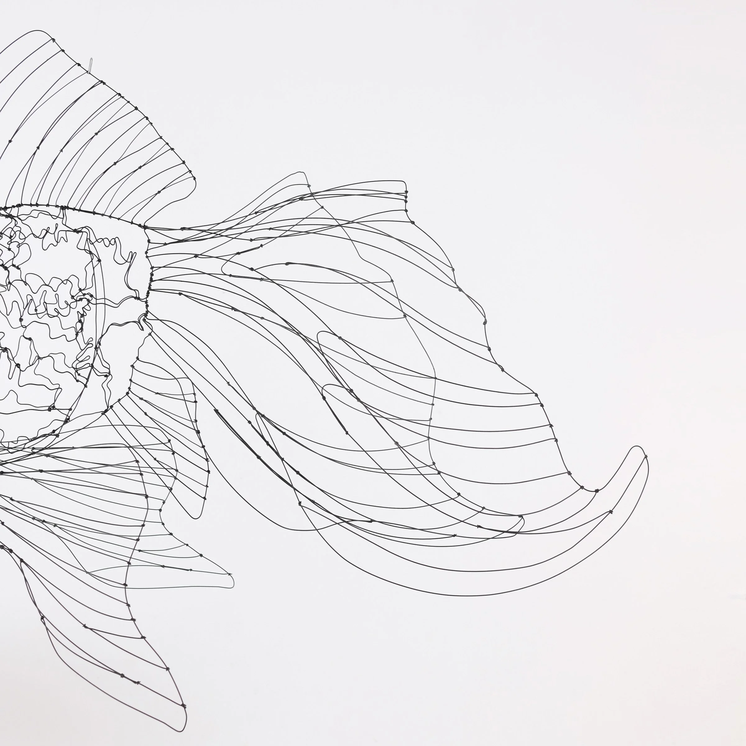 poissonjaponaisnoir1esw.jpg