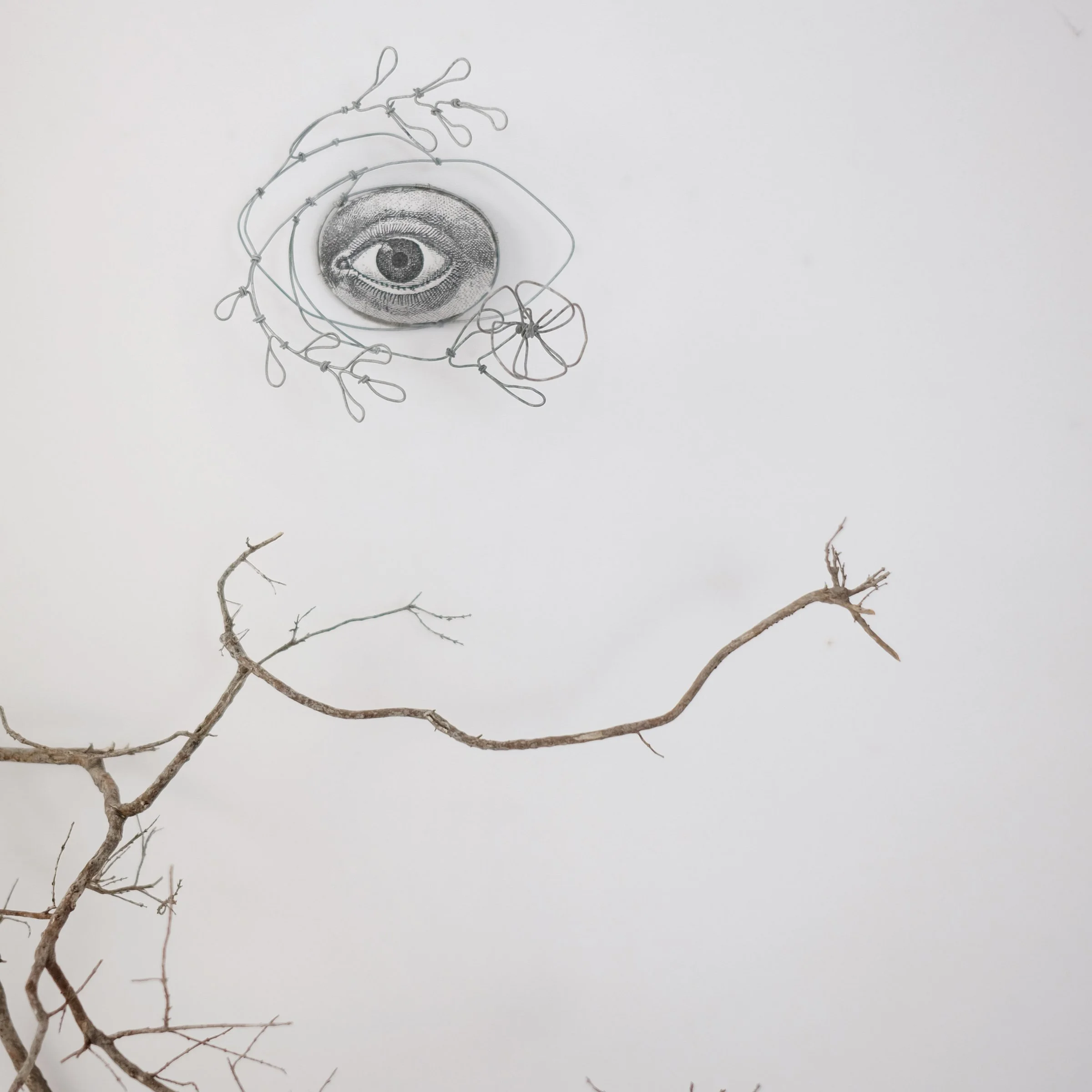 oeil68dsw.jpg