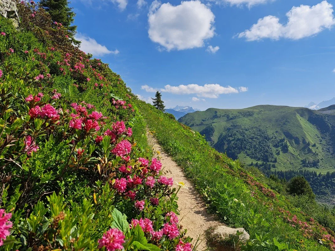 tour du mont blanc juin 25.jpg