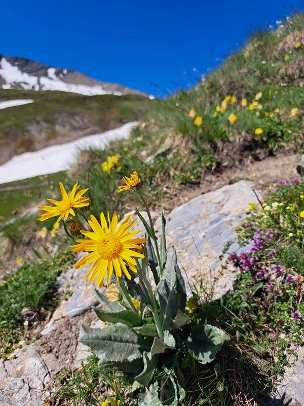 tour du mont blanc juin 25_4.jpg