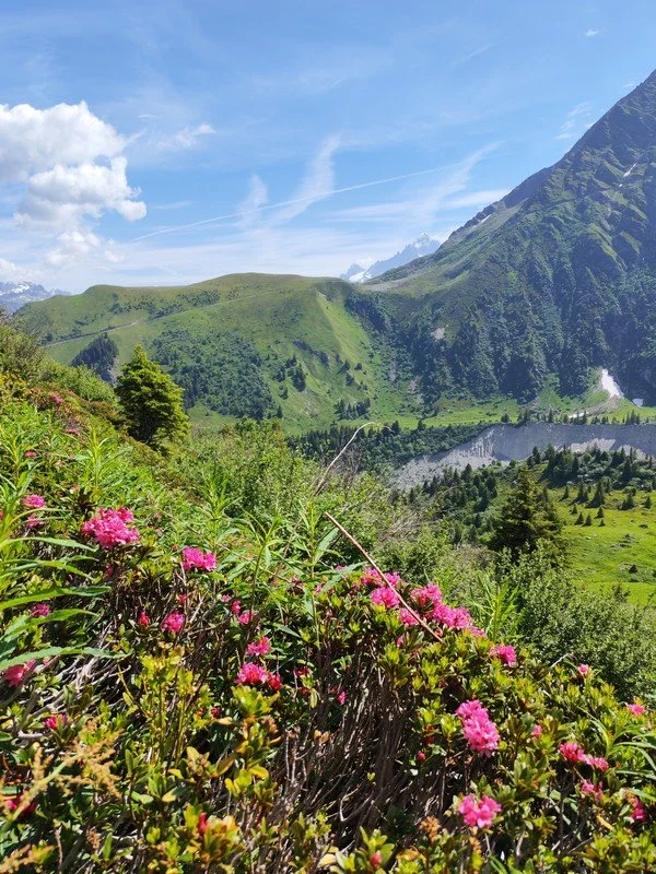 tour du mont blanc juin _15.jpg