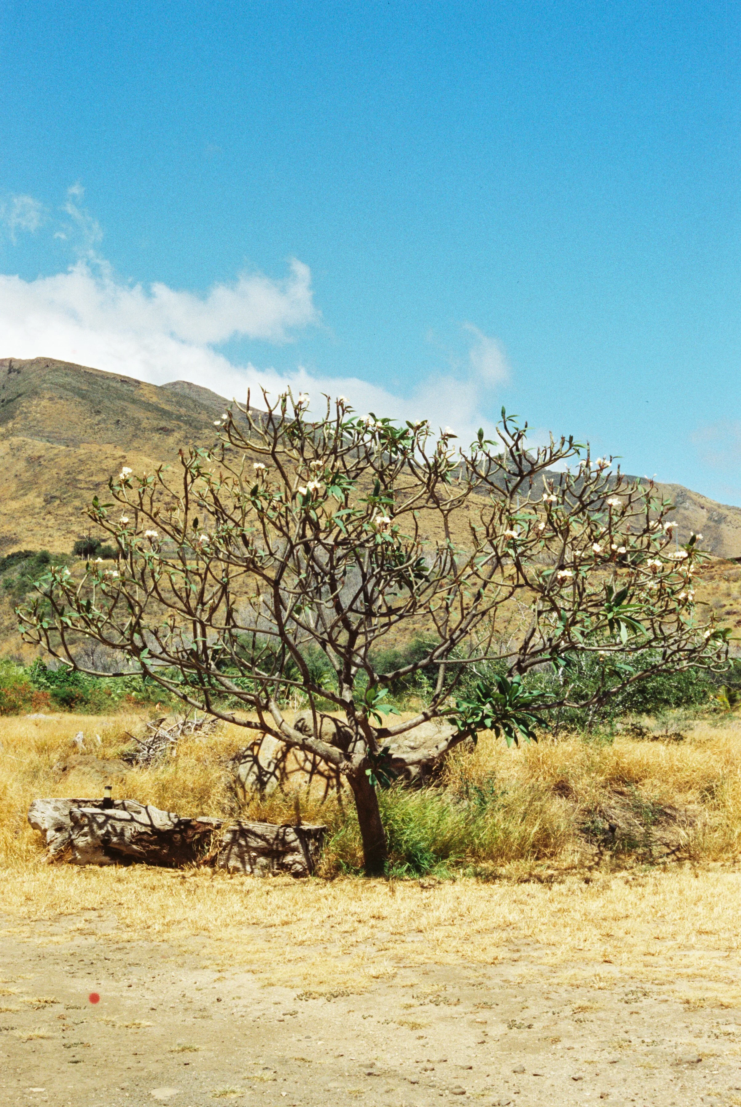 mauie-194.jpg