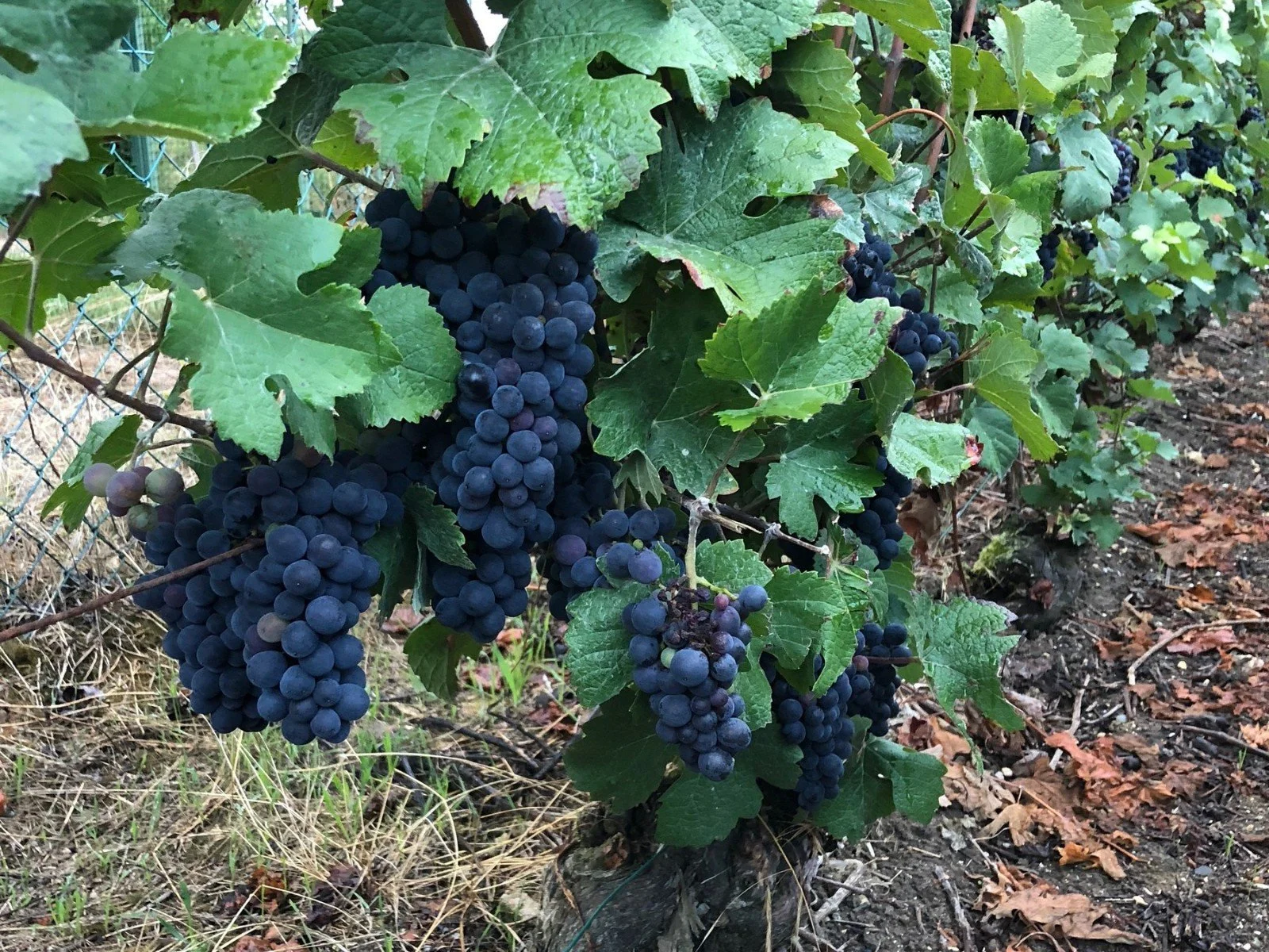 Ripe Pinot Noir grapes on the vine in Champagne shortly before harvest