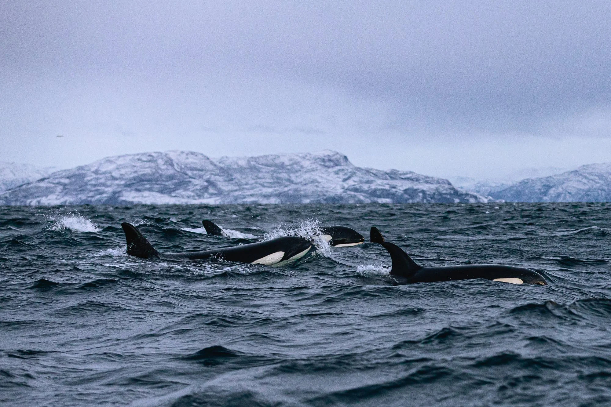 20211109_Isbreen The Glacier-8539.jpeg