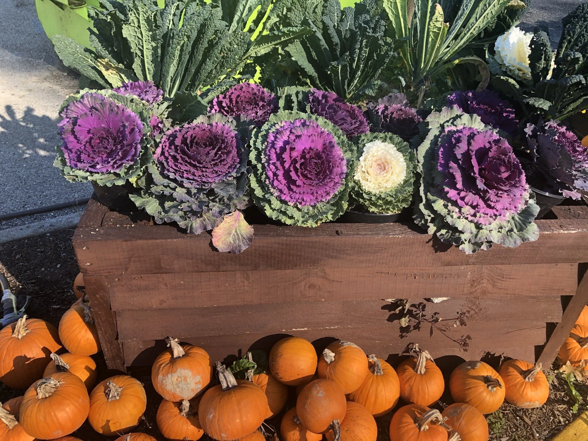 Cabbage and Pumpkins.jpeg
