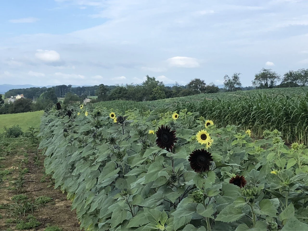 thumbnail_Image (2).jpg