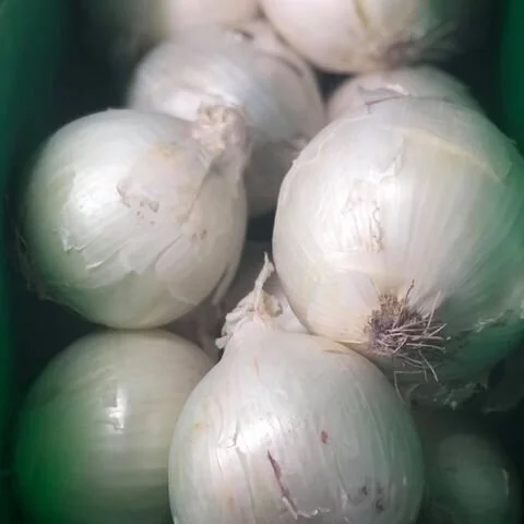 White+Onions.jpg