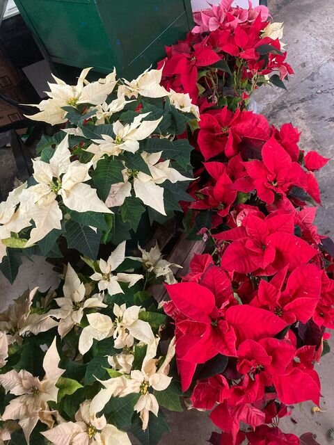 poinsettie.jpg