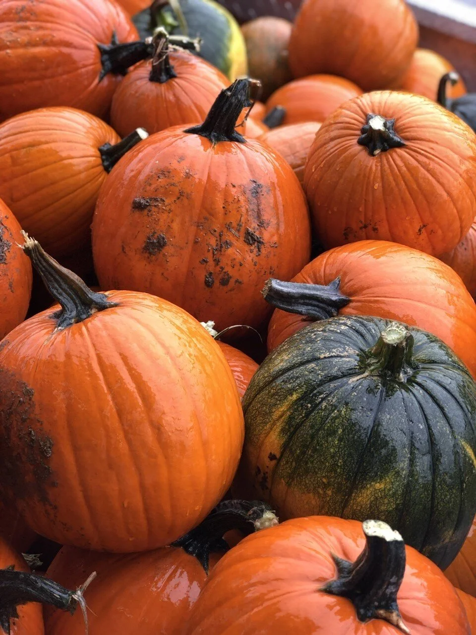 thumbnail_Image (6).jpg