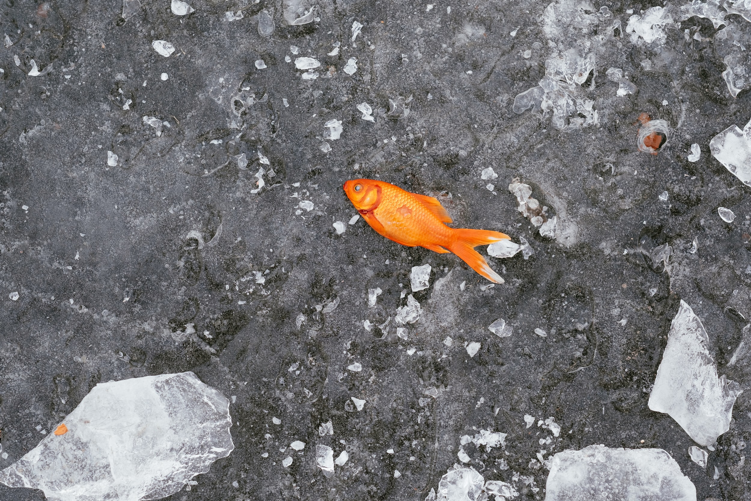 Сон мертвые рыбки. Вылавливание мёртвой рыбы. Серая рыба с оранжевыми линиями.