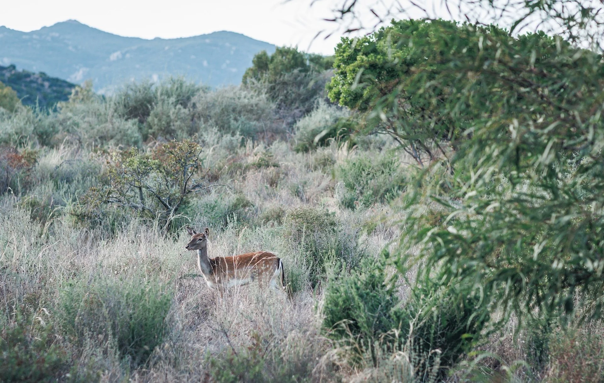 THE HEALING POWER OF NATURE