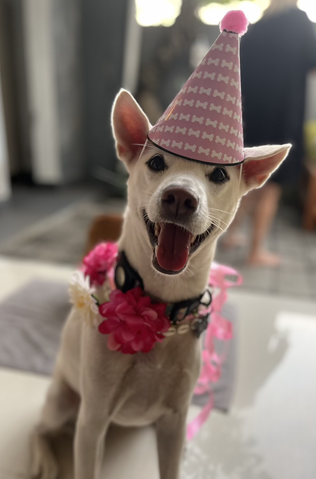 Birthday Roo (1).png
