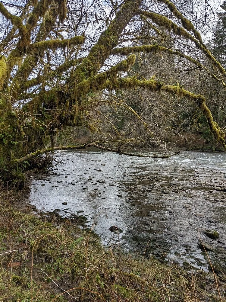 Hoh River.jpg