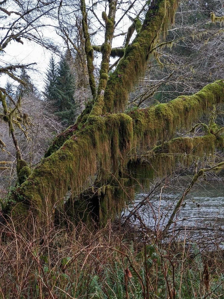 clubmoss tree.jpg