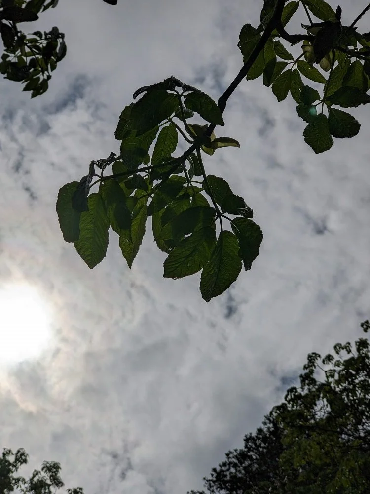 Leaves and Sky.jpg