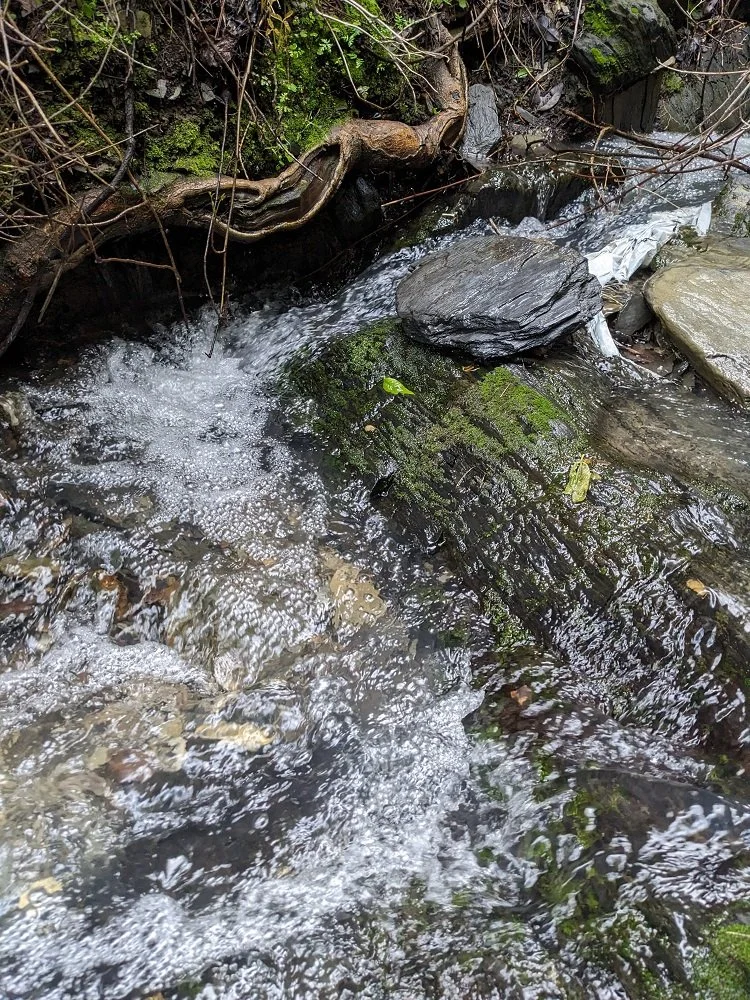 creek currant.jpg
