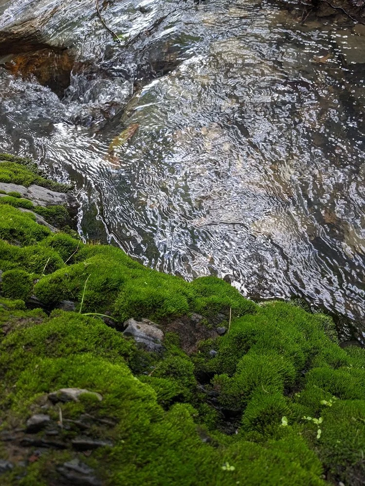 Mossy Bank 2.jpg