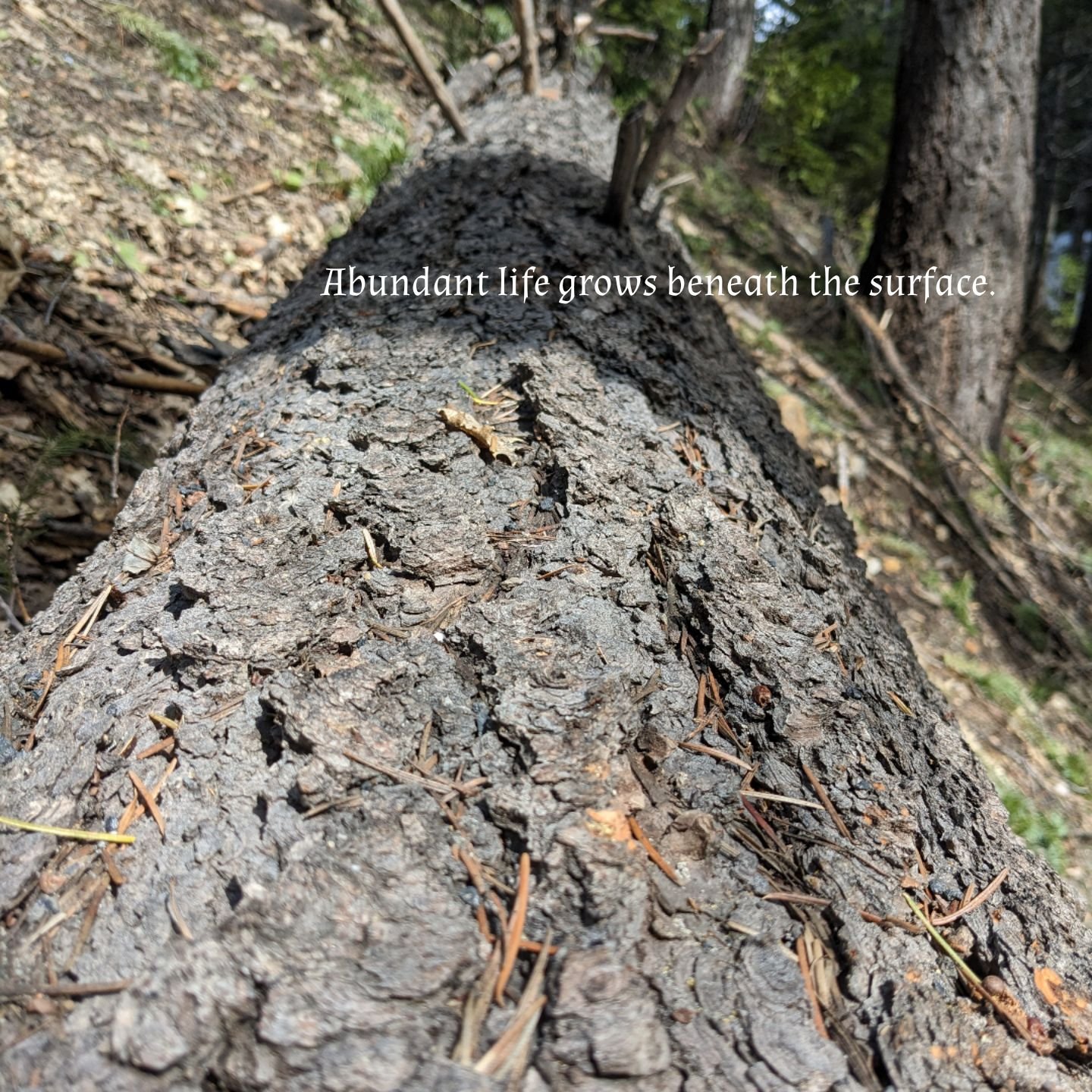 Abundant life grows beneath the surface..jpg