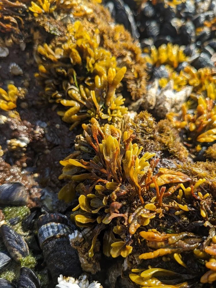 tidepools seaweed.jpg