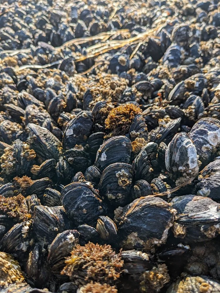 tidepools clams.jpg