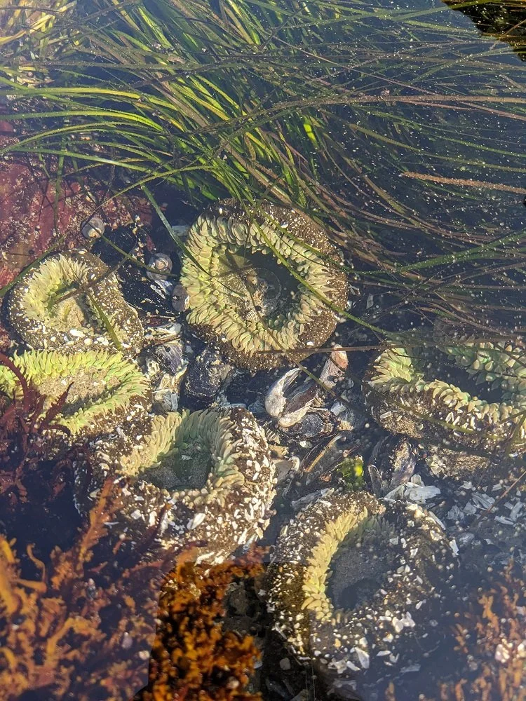 Tidepools anemene.jpg