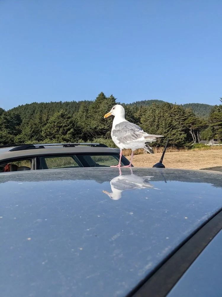 bird roof.jpg