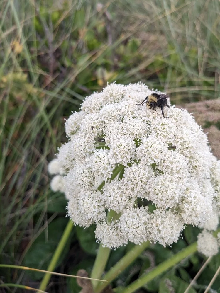 Oregon Coast bee.jpg