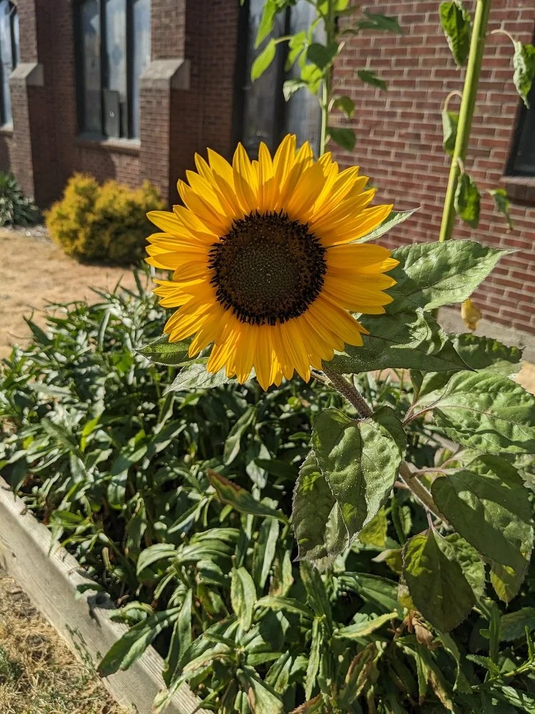 sunflower.jpg