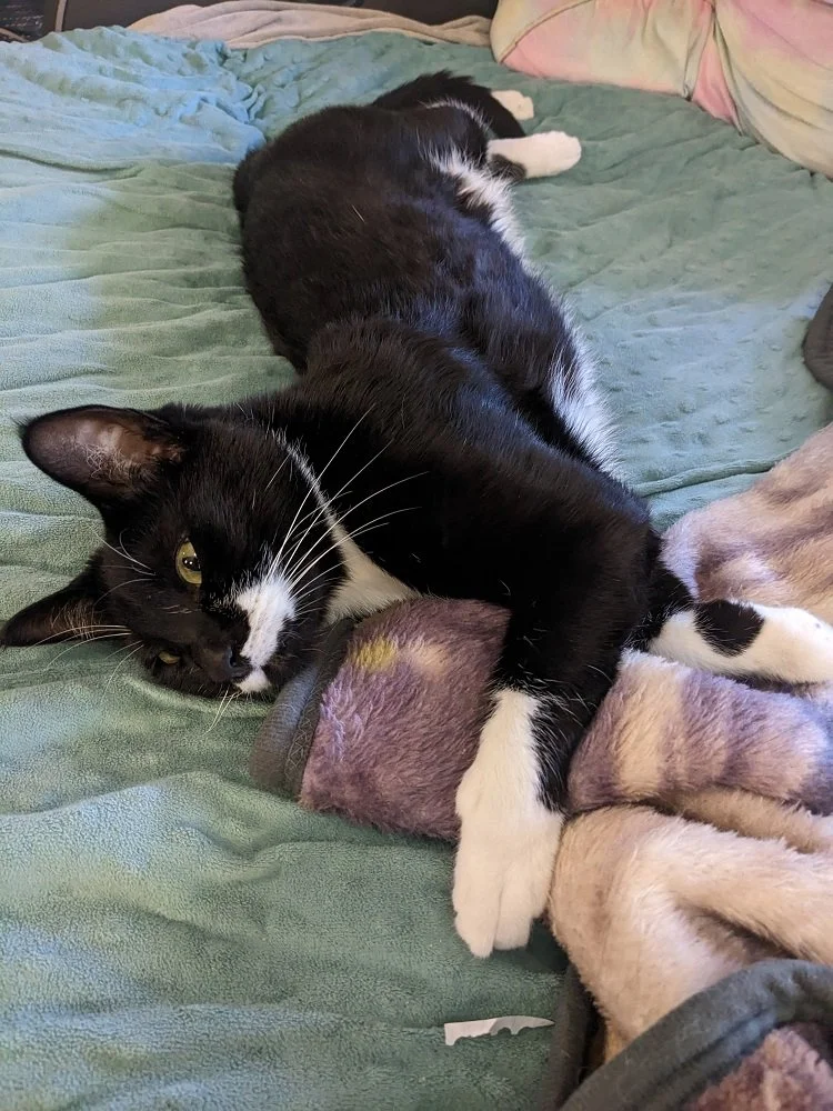 Cookies stretch.jpg