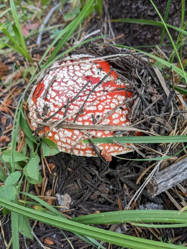 river mushroom.jpg