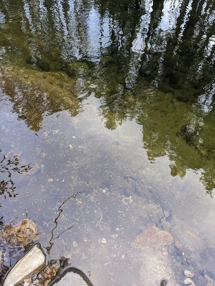 River bottom.jpg