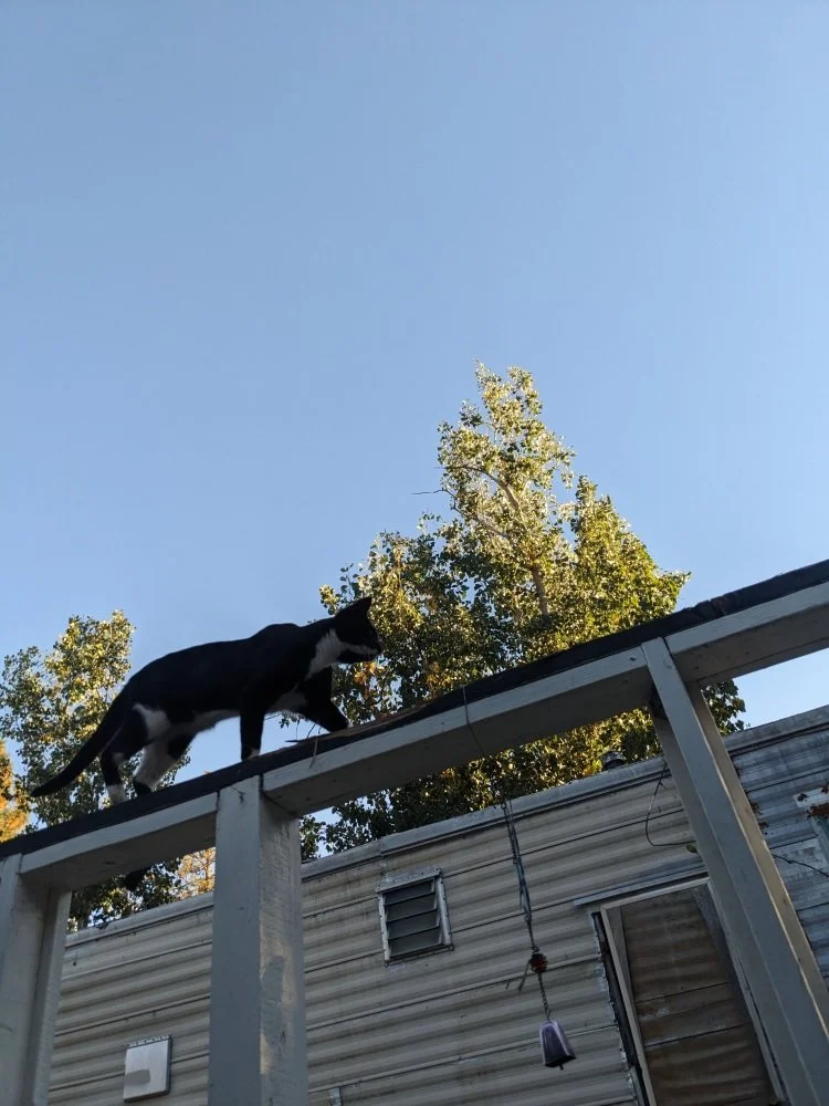 cookies on the rail side.jpg