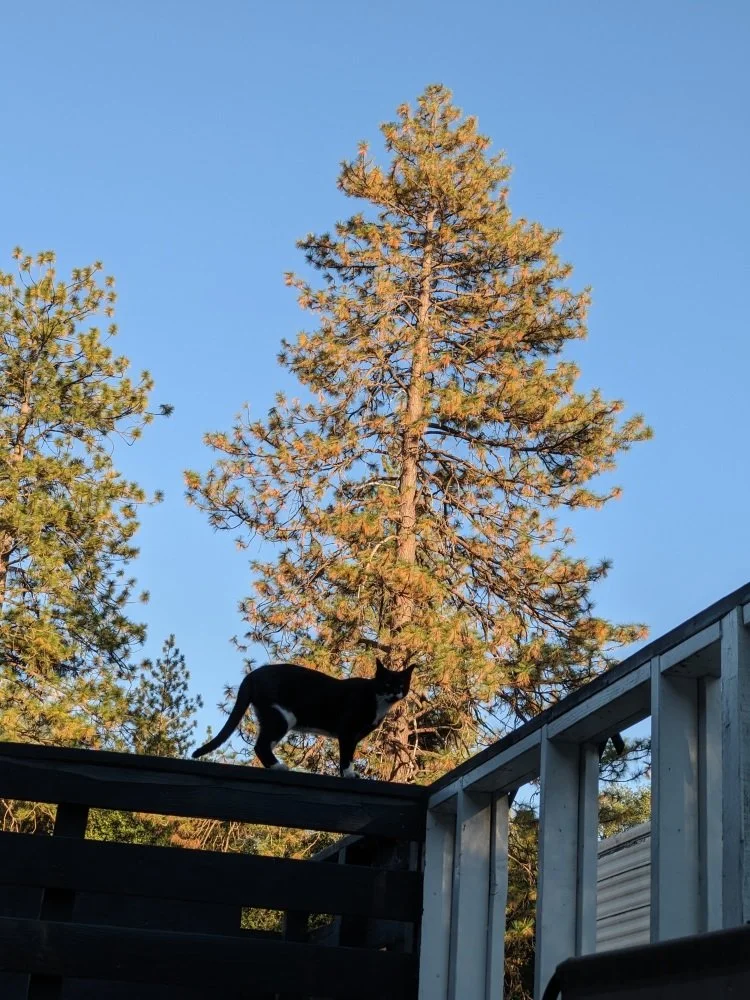 Cookies on the rail front.jpg